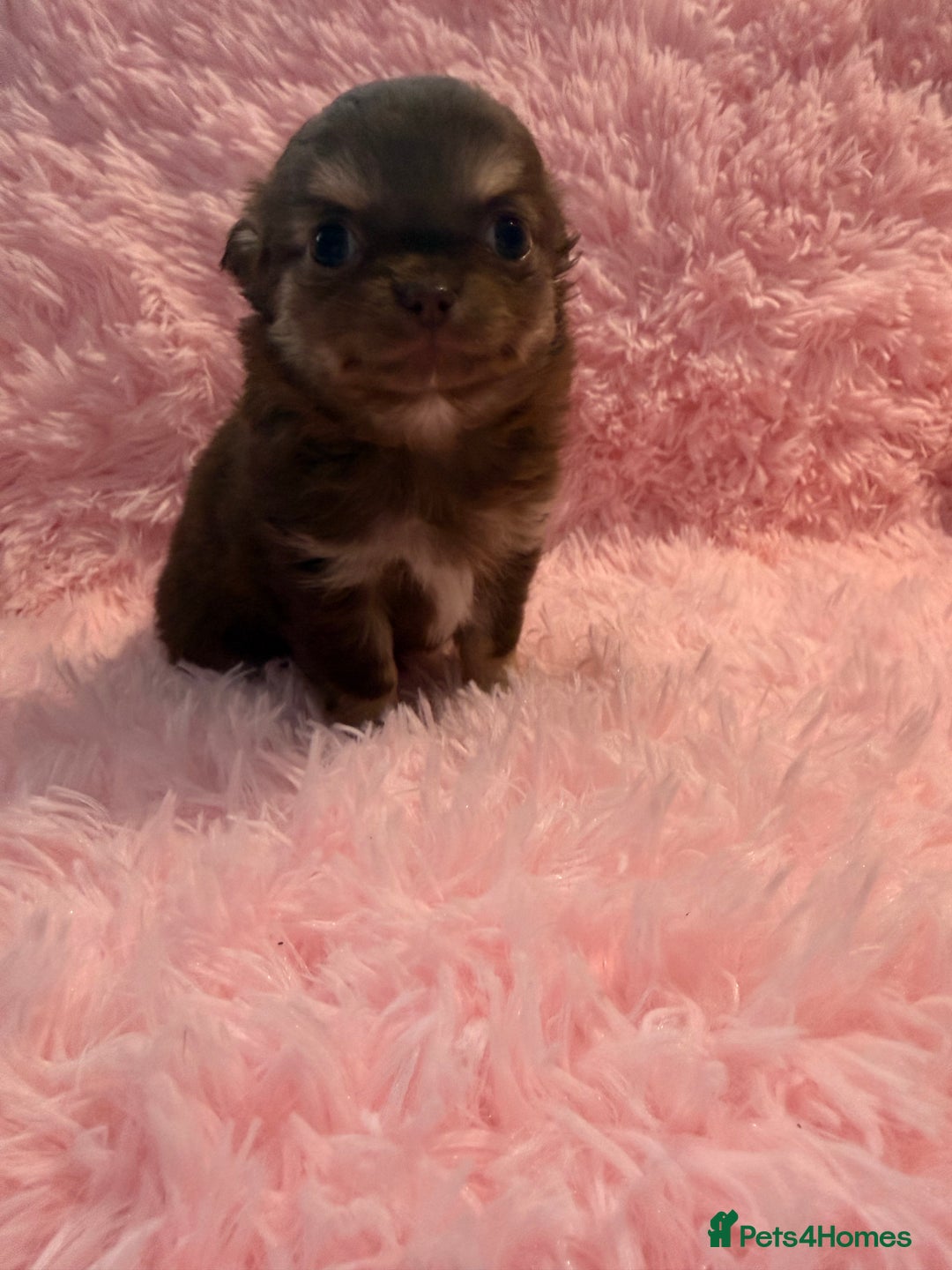 Chihuahua dogs for sale: Beautiful litter of four l/c CHIHUAHUAS READY NOW! - Advert 4