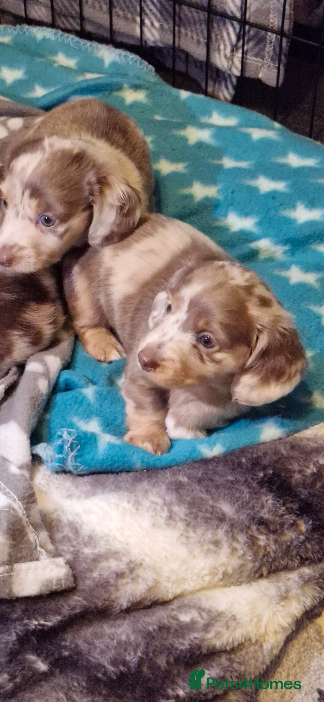 Miniature Dachshund dogs for sale: Longhaired miniature dachshunds  - Image 3