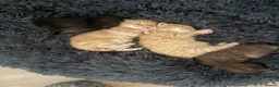 Mixed Breed cats for sale: 5 gorgeous kittens - Advert 9