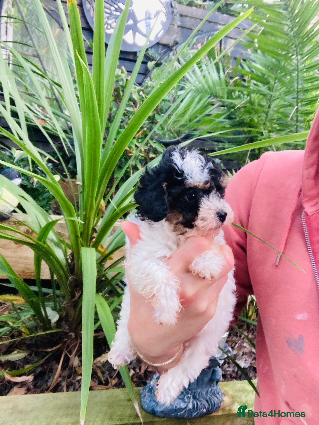 Cavapoo dogs for sale: Tricolour cavapoo female 🐾 - Advert 7