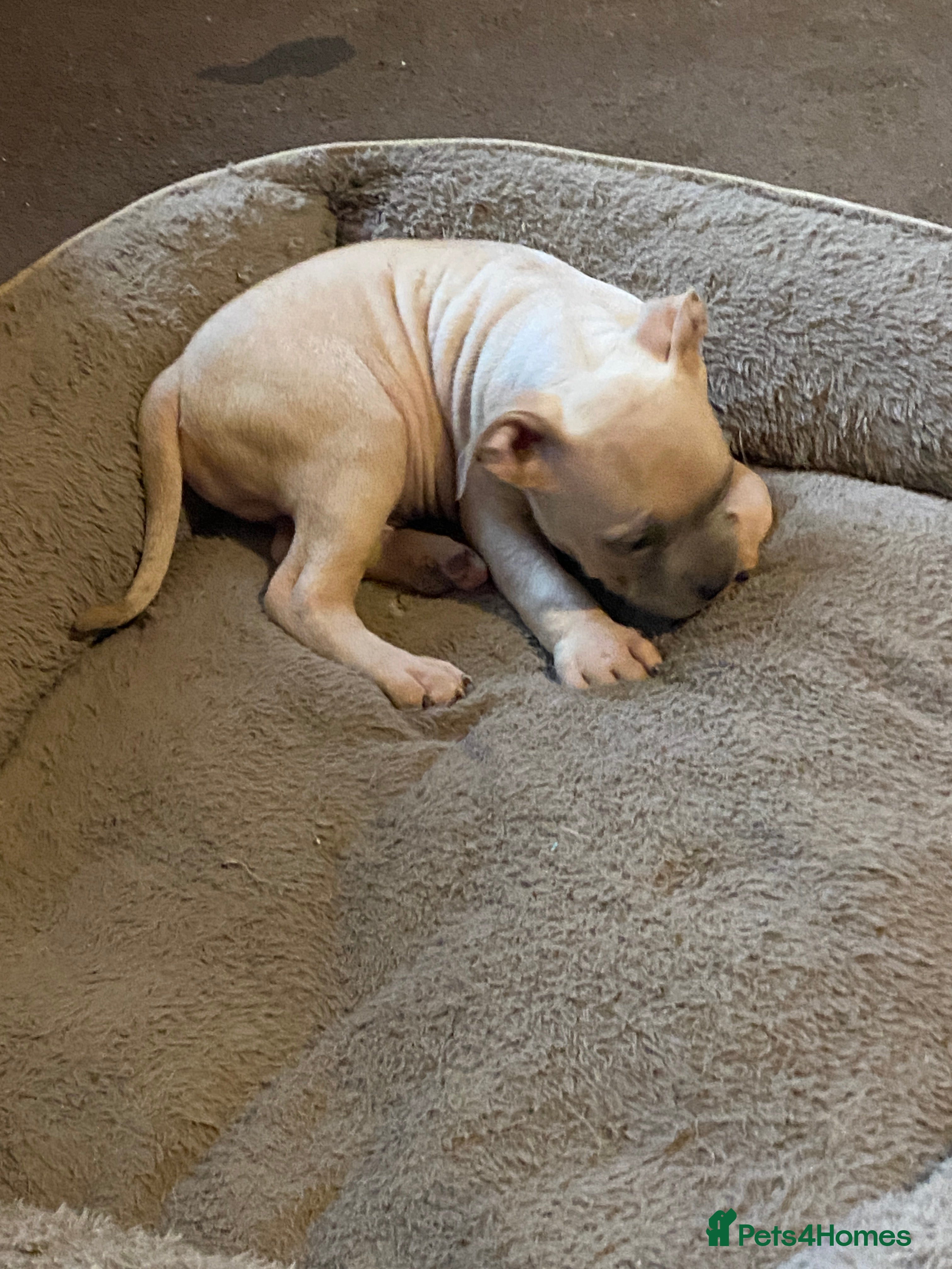 Mixed Breed dogs Canecorso/pocket bully/ large breed cross. - Advert 11