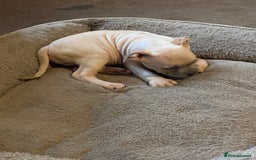 Mixed Breed dogs for sale: Canecorso/pocket bully/ large breed cross. - Image 1