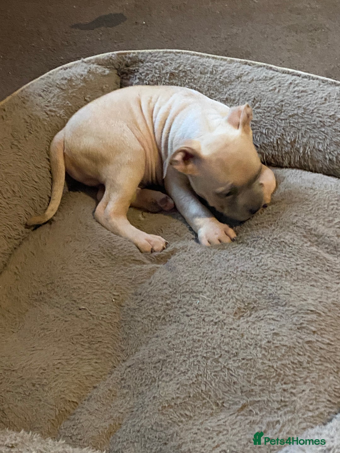 Mixed Breed dogs for sale: Canecorso/pocket bully/ large breed cross. - Image 1
