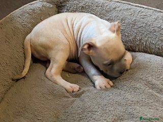 Mixed Breed dogs - Advert 13