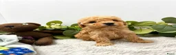 Poodle dogs for sale: Miniature poodle pups dna clear merle and apricot in Alford - Advert 3