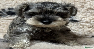 Miniature Schnauzer dogs - Advert 2