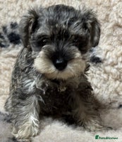 Miniature Schnauzer dogs - Advert 2