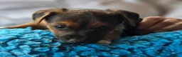 Jack Russell dogs for sale: Beautiful Jack Russell puppies in Banff - Advert 15