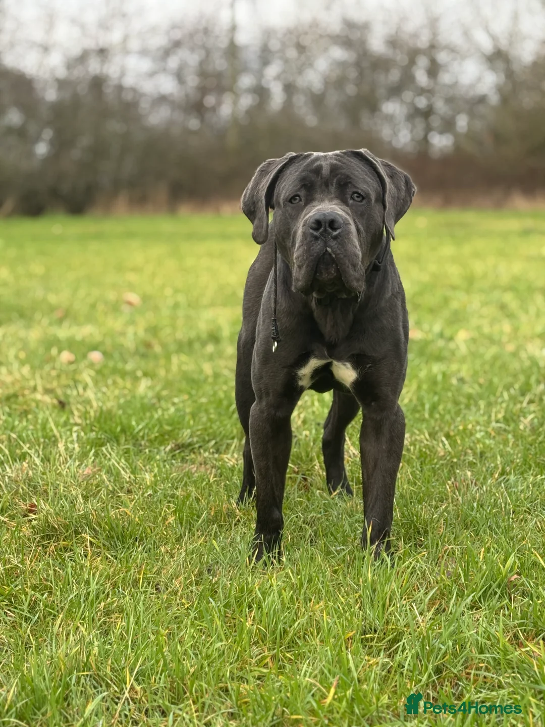 Cane Corso dogs for sale: Male cane corso (Blue) - Advert 3