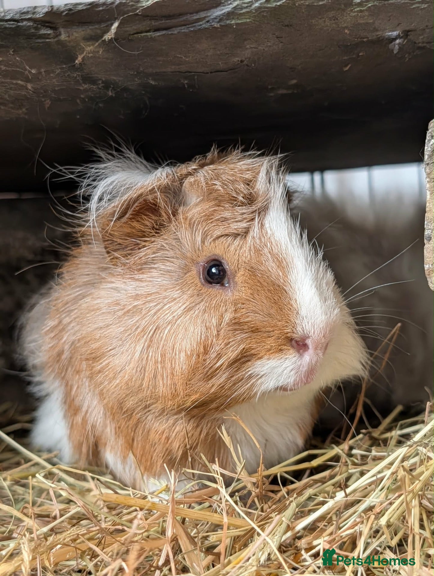 Guinea Pig rodents Rehoming 2 male guinea pigs - Advert 4