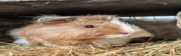 Guinea Pig rodents for sale: Rehoming 2 male guinea pigs in Northwich - Advert 1