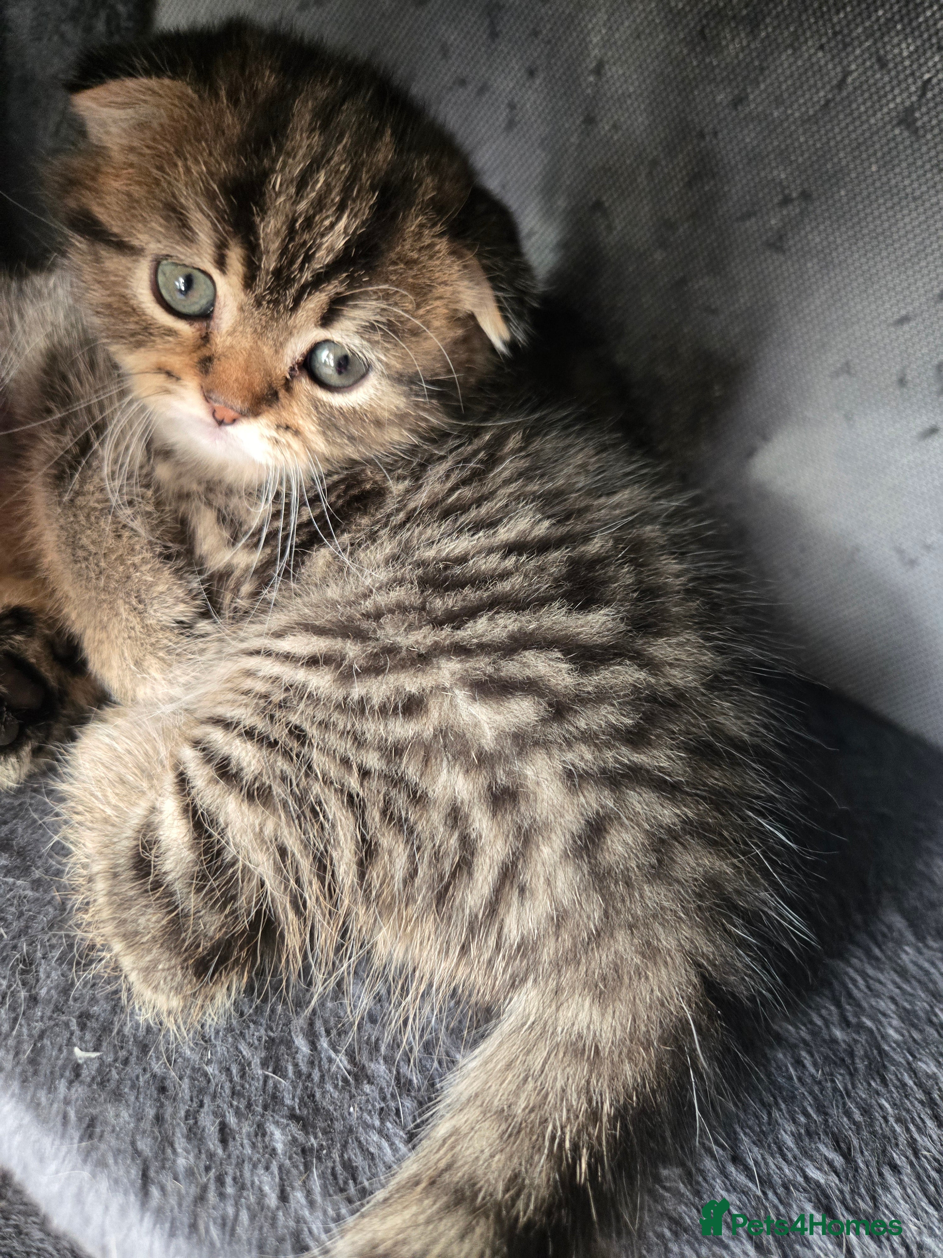 Scottish Fold cats scottish fold kittens for sale - Advert 4