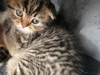 Scottish Fold cats scottish fold kittens for sale - Advert 7