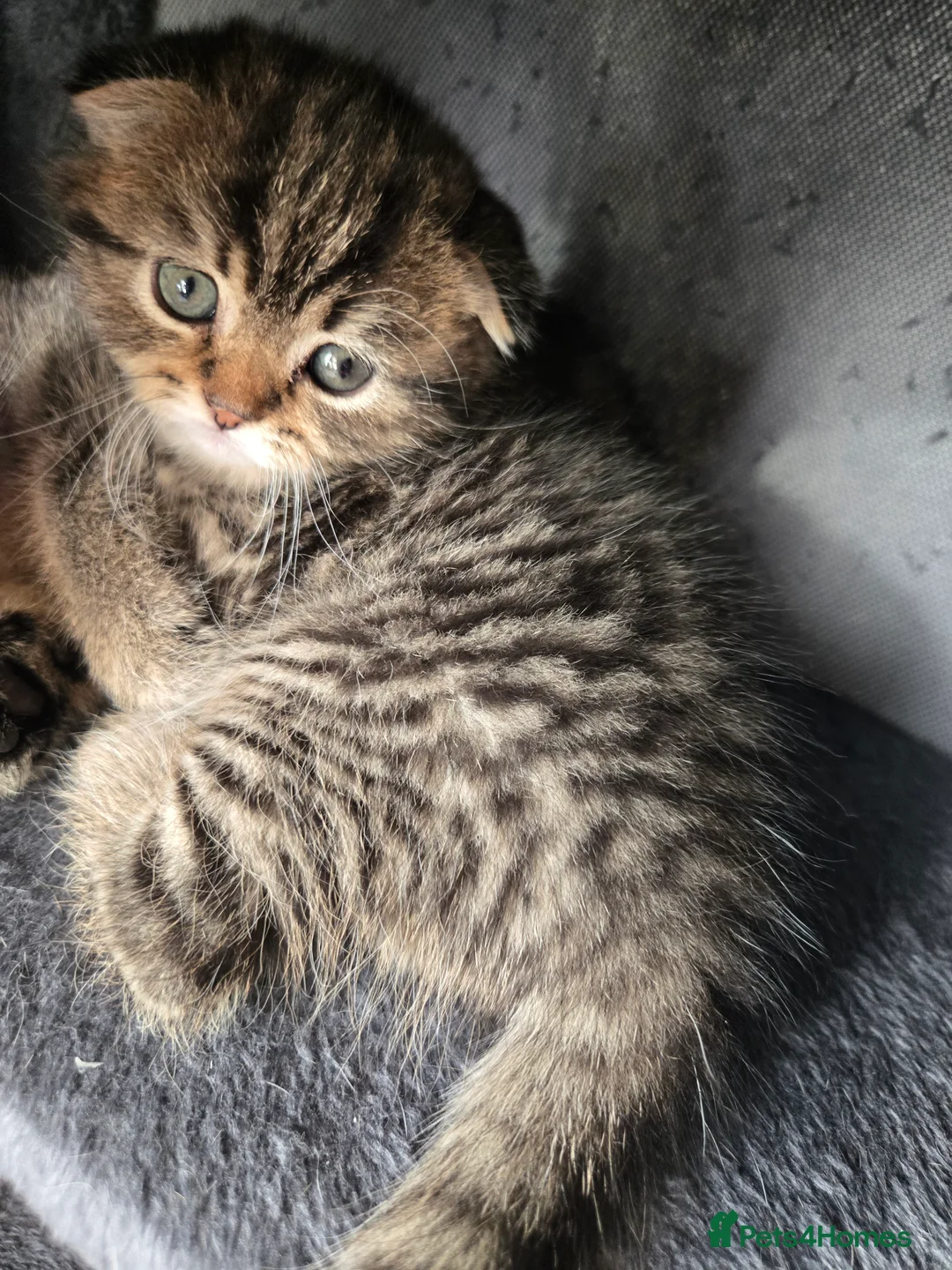 Scottish Fold cats for sale: scottish fold kittens for sale - Advert 2