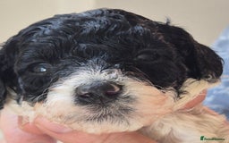 Miniature Poodle dogs for sale: KC registered parti poodles - Image 4