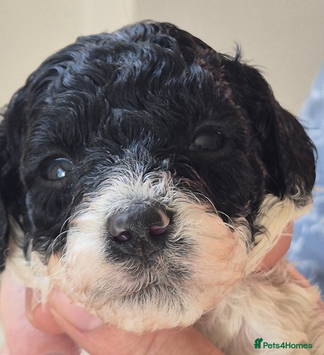 Miniature Poodle dogs for sale: KC registered parti poodles - Image 4