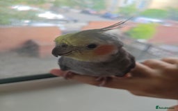 Cockatiels birds for sale: Selling 2 amazing cockatiels  - Image 16