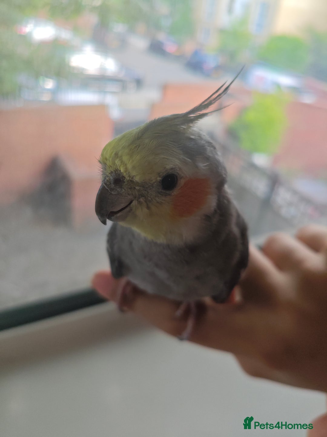 Cockatiels birds for sale: Selling 2 amazing cockatiels  - Image 16