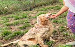 English Setter dogs for adoption: Hendy - Image 7
