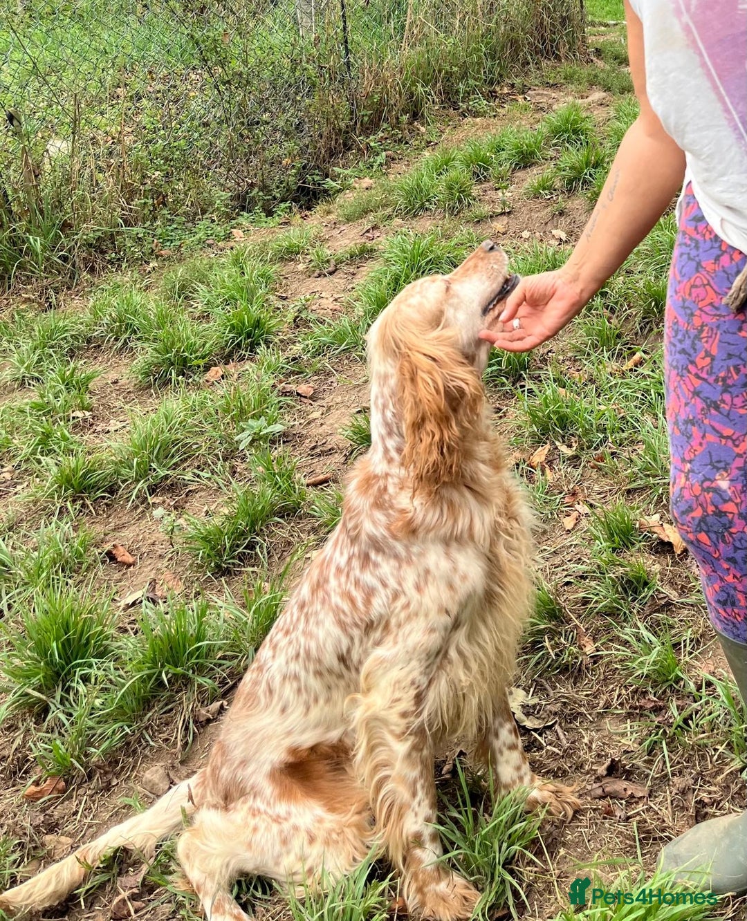 English Setter dogs for adoption: Hendy - Image 7