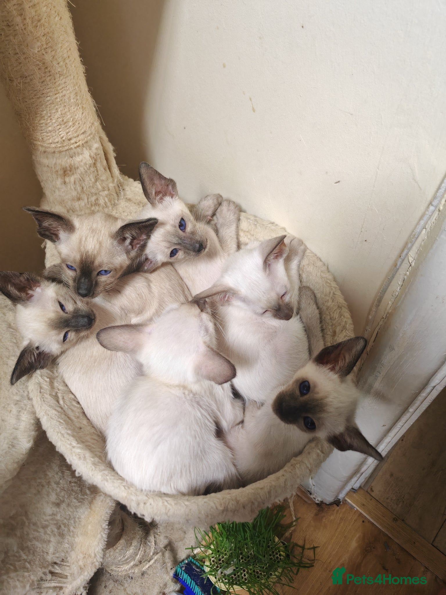 Siamese cats Exceptional GCCF Registered Siamese Kittens - Advert 1