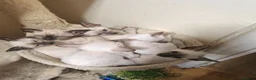 Siamese cats for sale: Exceptional GCCF Registered Siamese Kittens - Advert 1