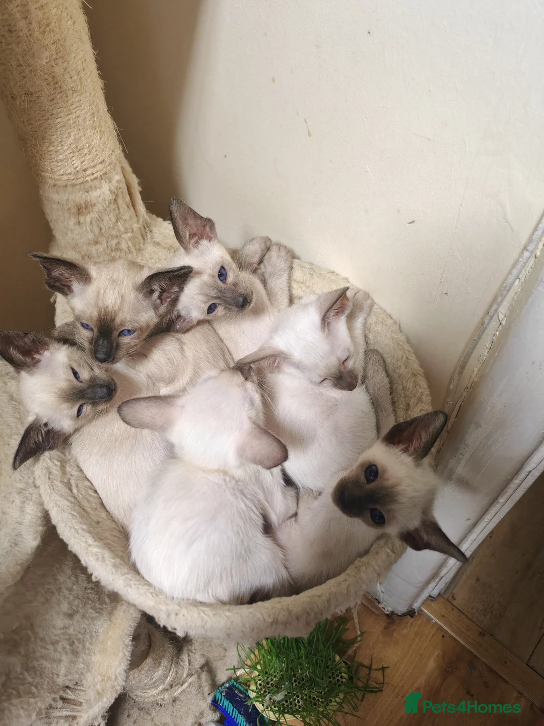 Siamese cats for sale: Exceptional GCCF Registered Siamese Kittens - Advert 1