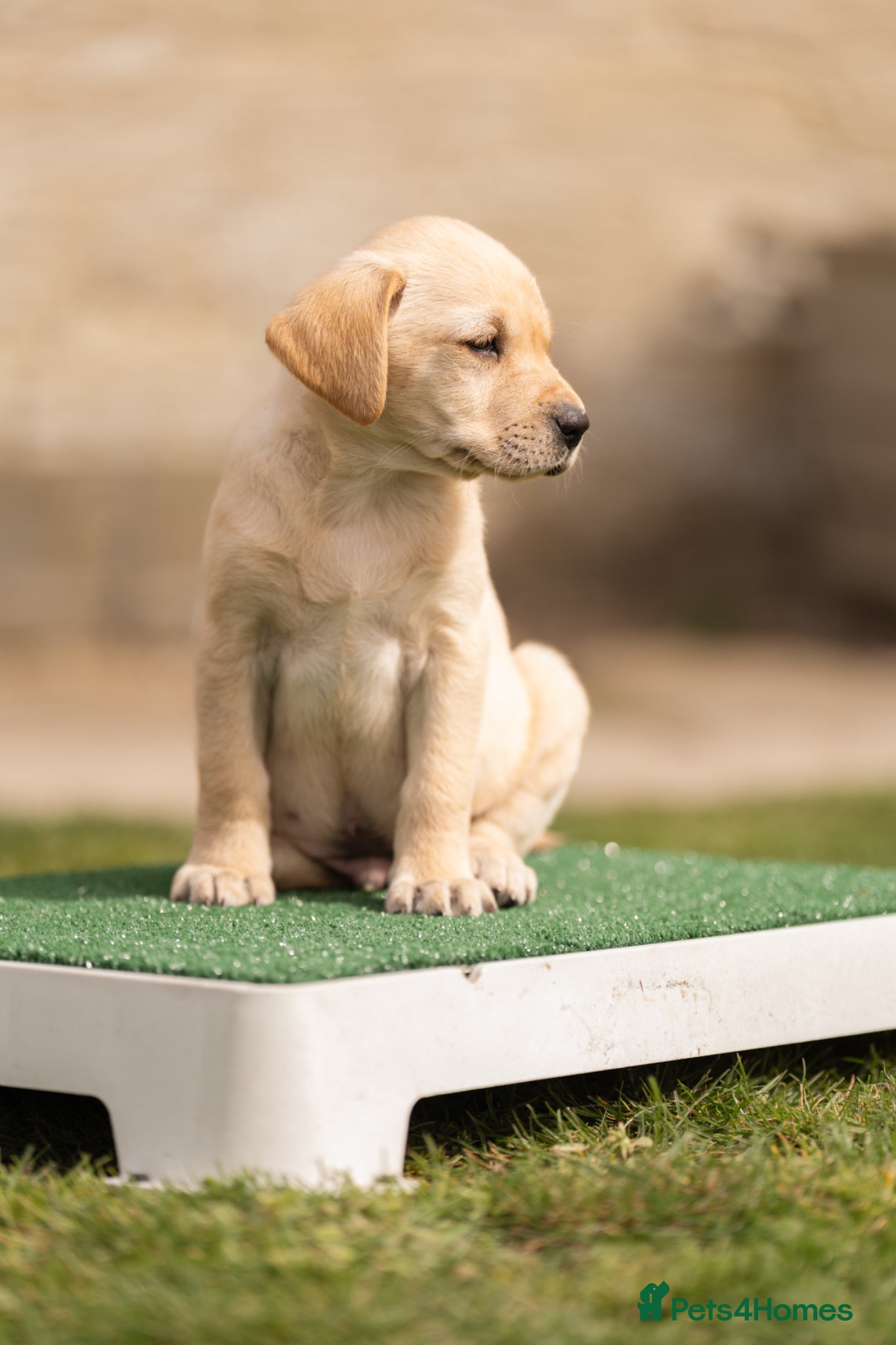 Labrador Retriever dogs KC REGISTERED LABRADOR RETRIEVER PUPPIES  - Advert 1