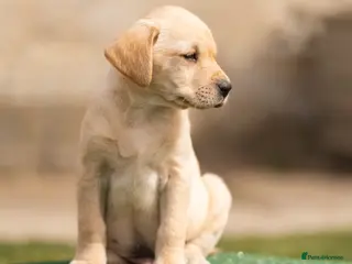 Labrador Retriever dogs KC REGISTERED LABRADOR RETRIEVER PUPPIES - Advert 1