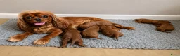 Cavapoo dogs for sale: Beautiful Cavapoo pups ready to leave 20th August! in Thetford - Advert 2