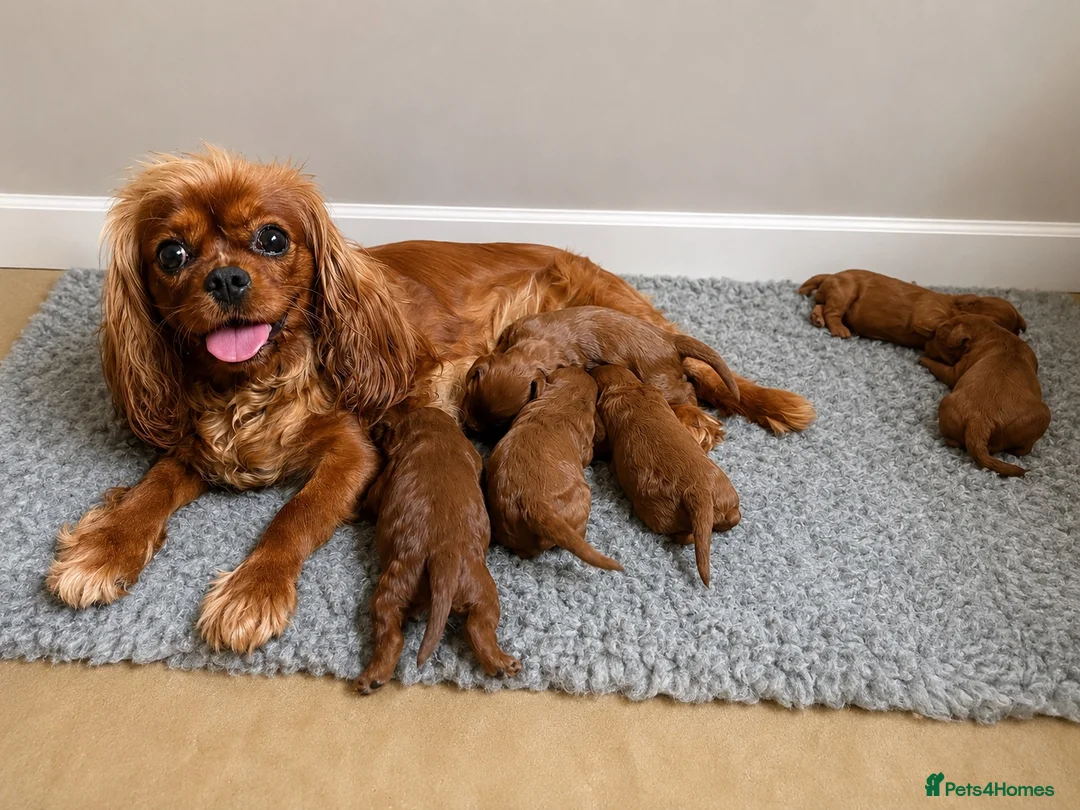 Cavapoo dogs for sale: Beautiful Cavapoo pups ready to leave 20th August! in Thetford - Advert 2