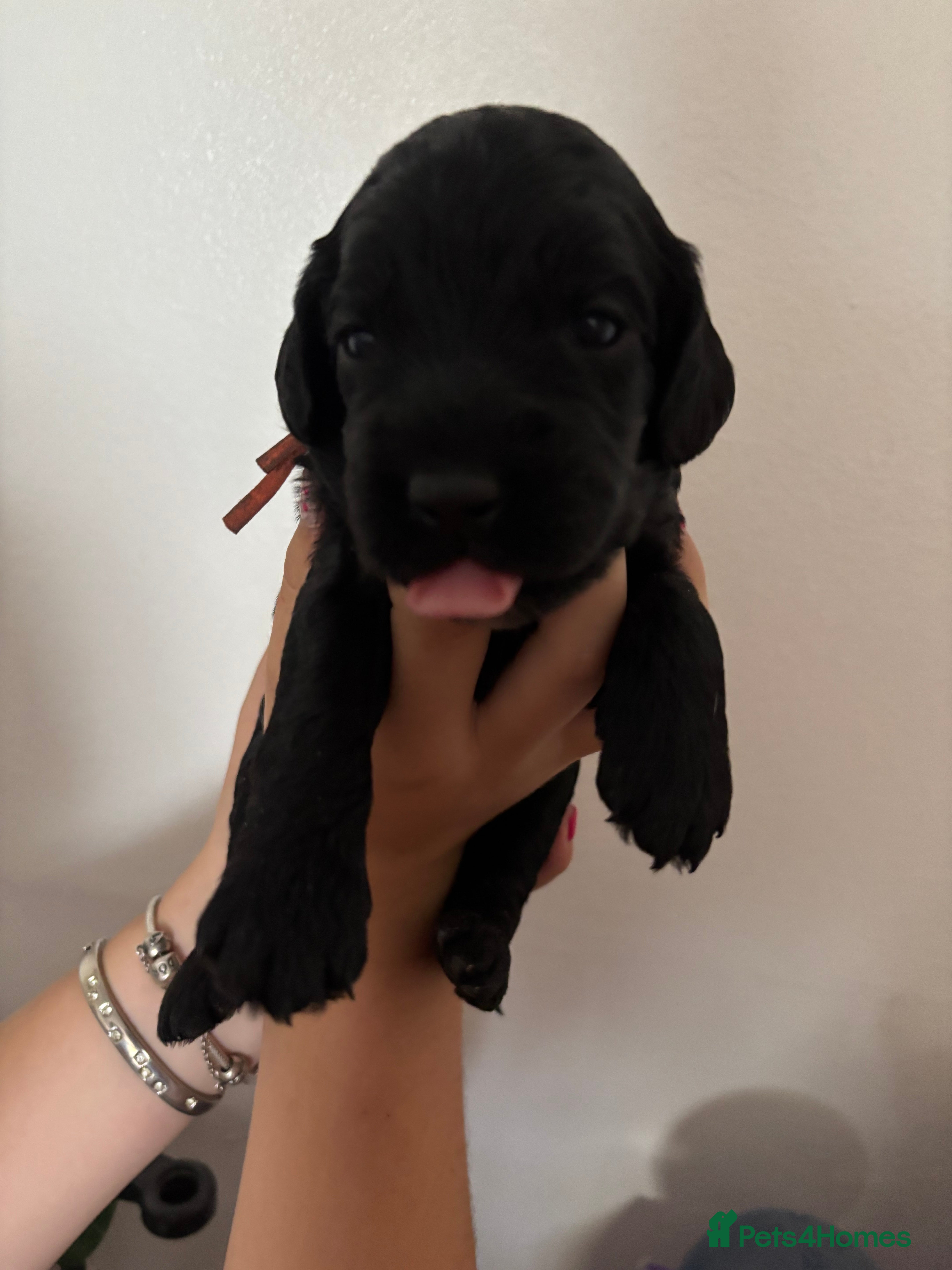 Cockapoo dogs Beautiful F1 Cockerpoo puppies - Advert 2