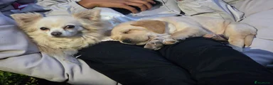 Labrador Retriever 1