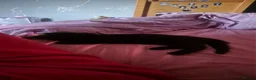 Mixed Breed cats for sale: 2 kittens - Advert 5