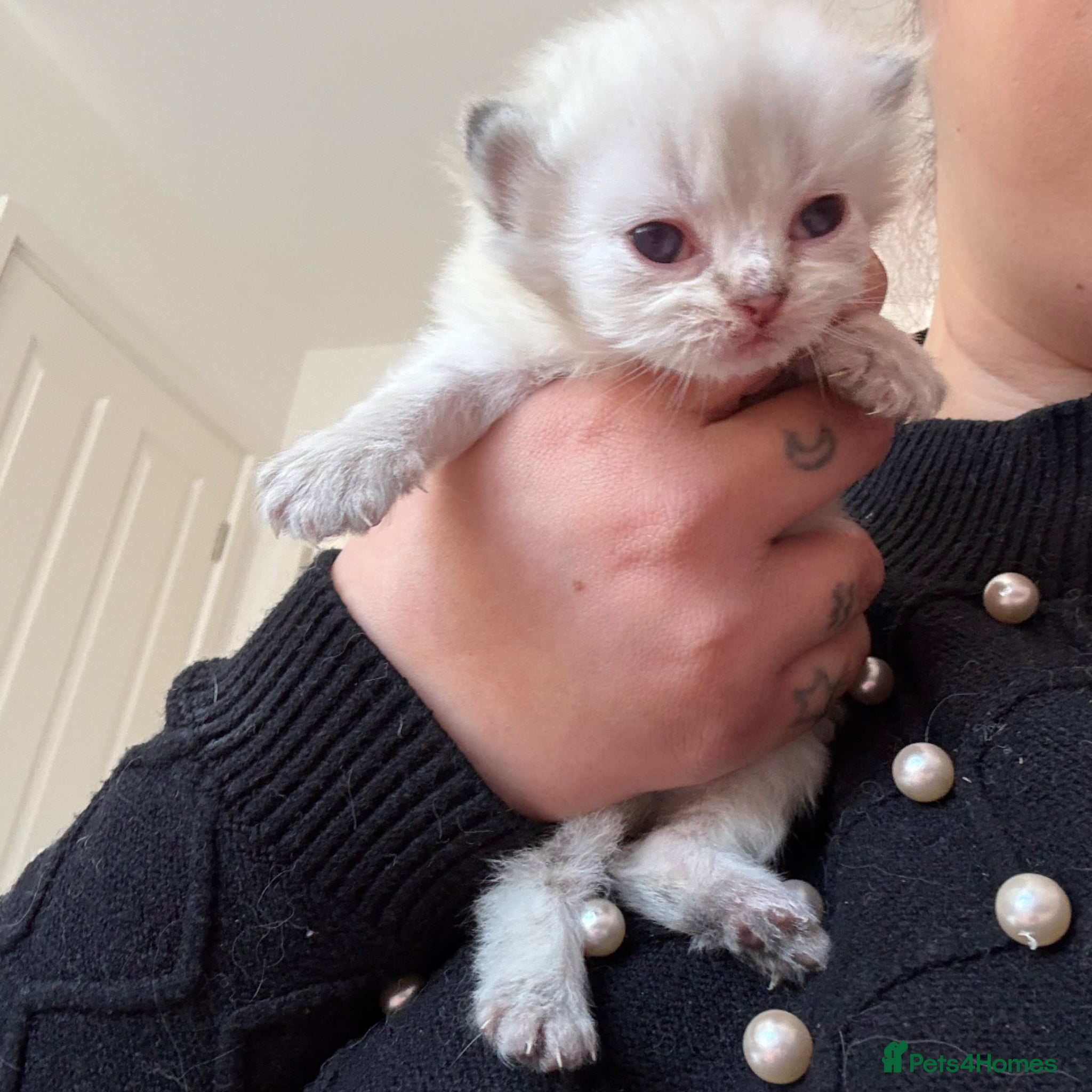 Persian cats for sale: £500 REDUCED dollface Persian available  - Advert 9