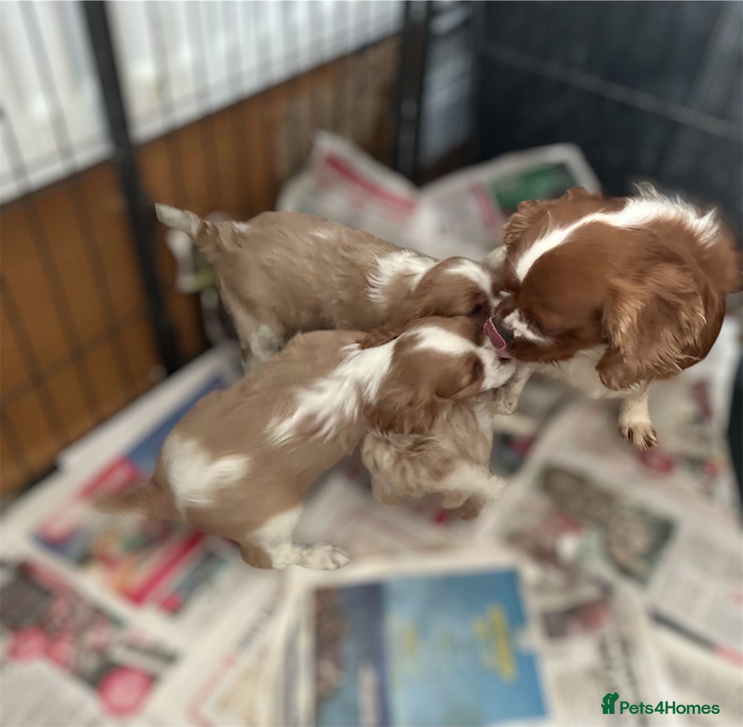 Cavalier King Charles Spaniel dogs for sale: cavalier king Charles pups parents DNA TESTED  - Advert 1