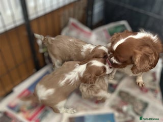 Cavalier King Charles Spaniel dogs cavalier king Charles pups parents DNA TESTED - Advert 1