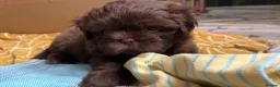Shih Tzu dogs for sale: Beautiful litter for sale. - Advert 28