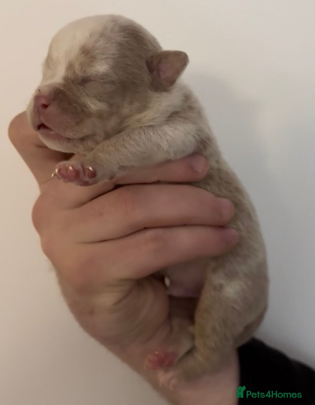 Olde English Bulldogge dogs 7 old tyme bulldog puppies available  - Advert 1