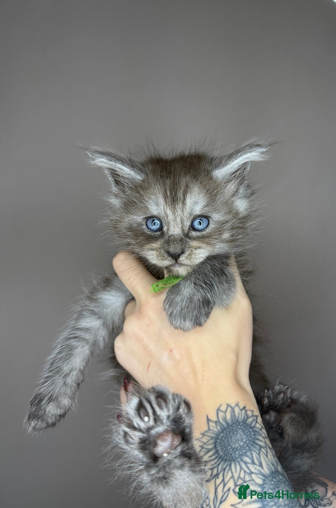 Maine Coon cats for sale: LAST Female Black Smoke Maine Coon kittens - Advert 13