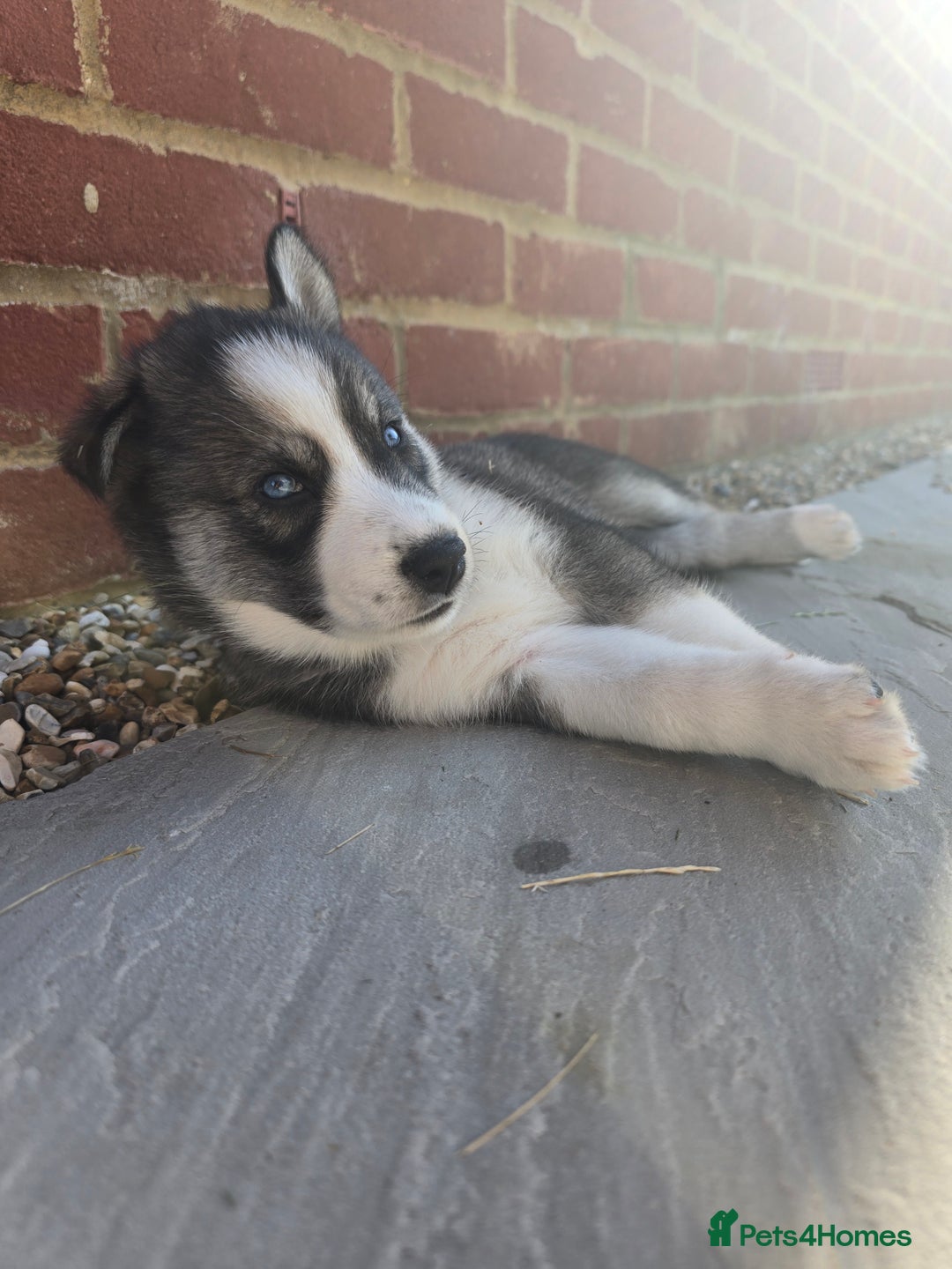 Siberian Husky dogs for sale: Stunning Pure siberian husky pups - Image 14