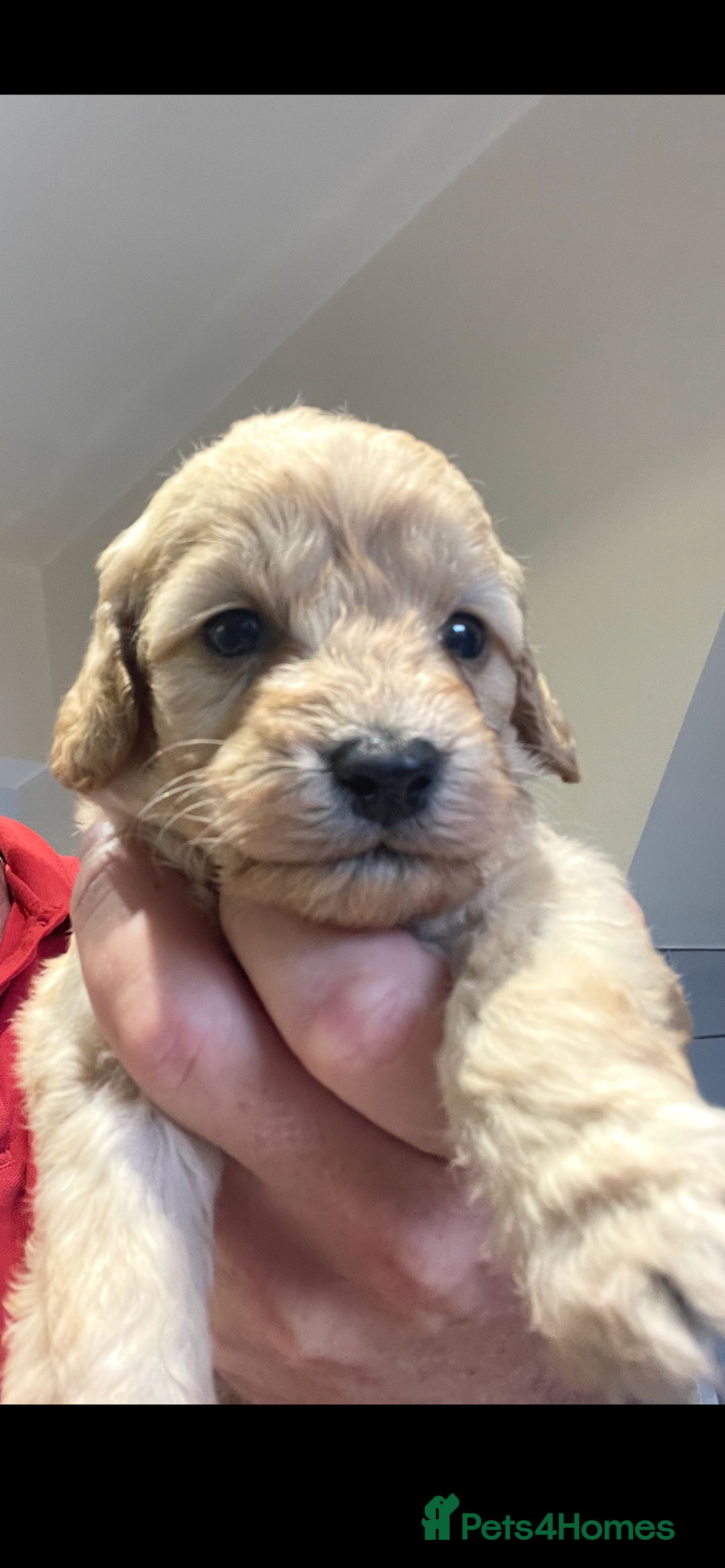 Cockapoo dogs for sale: Cockapoos  - Image 13