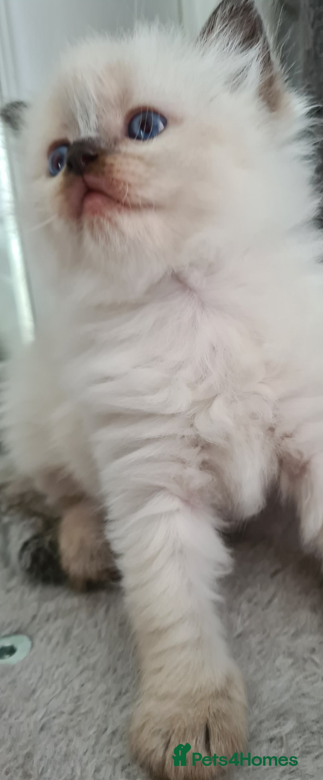 Ragdoll cats for sale: Ragdoll kitten Full Pedigree Beautiful Chunky Boys - Image 10