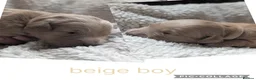 Mini Goldendoodle dogs for sale: 🐶💛 F1 GOLDENDOODLE PUPPIES – NOW HERE! 💛🐶 in Doncaster - Advert 14