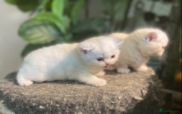 Munchkin cats for sale: Full Pedigree Munchkin kittens - Image 16