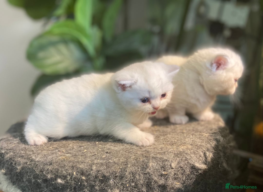 Munchkin cats for sale: Full Pedigree Munchkin kittens - Image 16