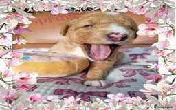 Australian Labradoodle dogs for sale: Stunning red F1b Australian Labradoodle puppies  - Image 28