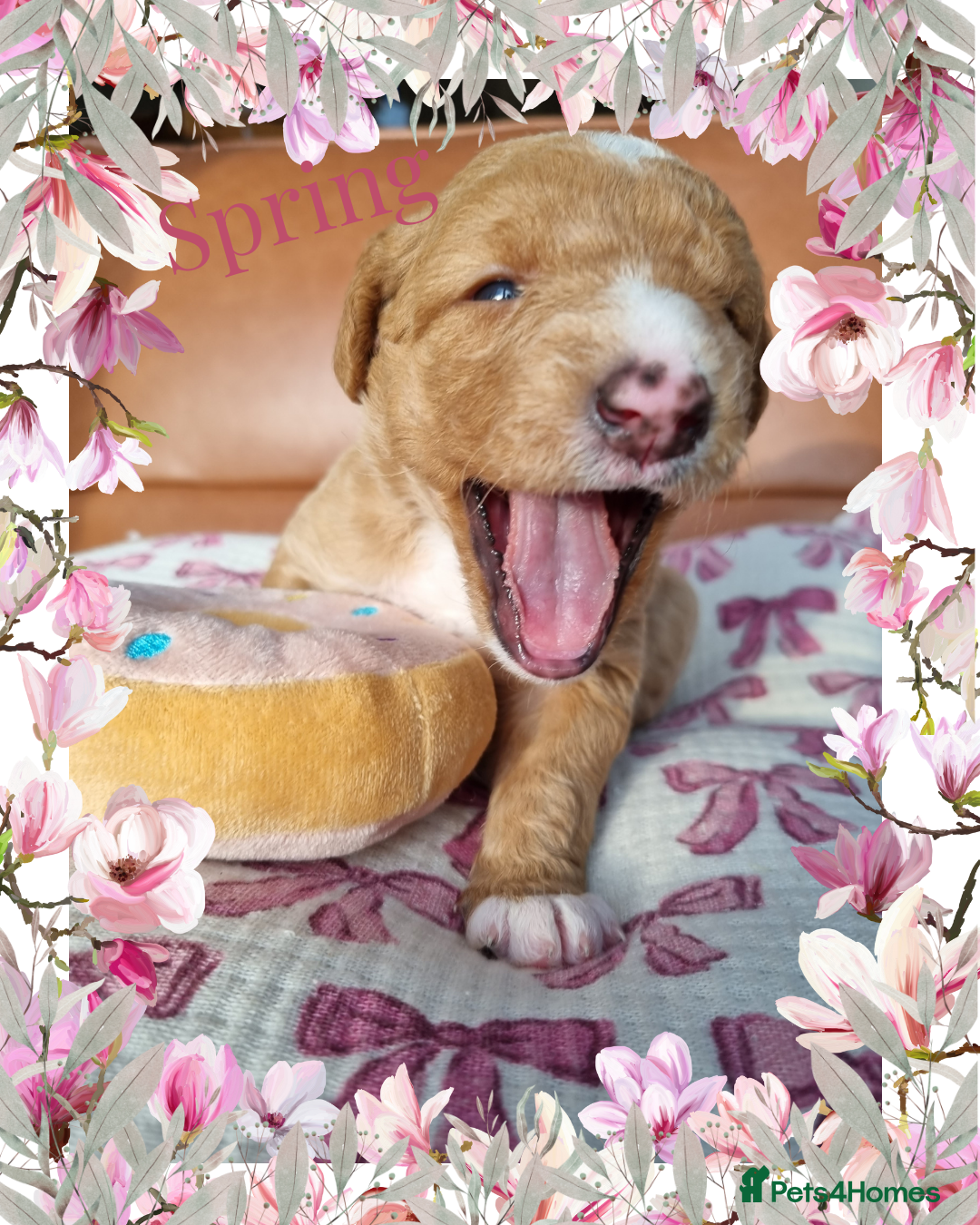 Australian Labradoodle dogs for sale: Stunning red F1b Australian Labradoodle puppies  - Image 28