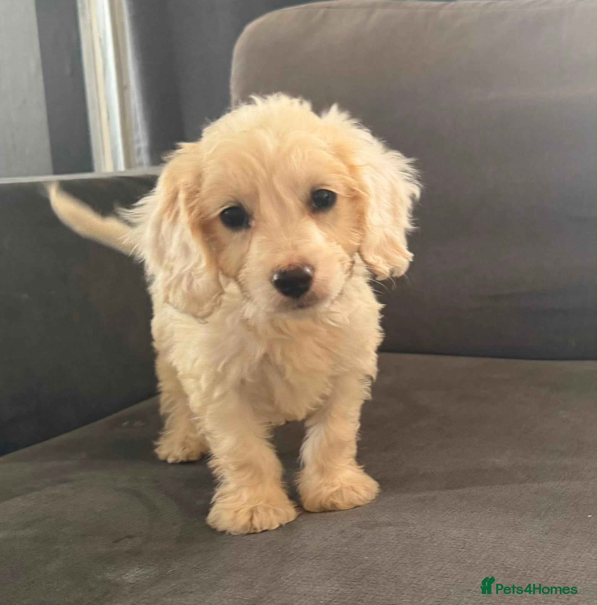 Cockapoo dogs Ready to leave ! 10 beautiful cockapoos - Advert 9