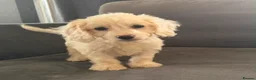 Cockapoo dogs for sale: 10 beautiful cockapoos in Wickford - Advert 7